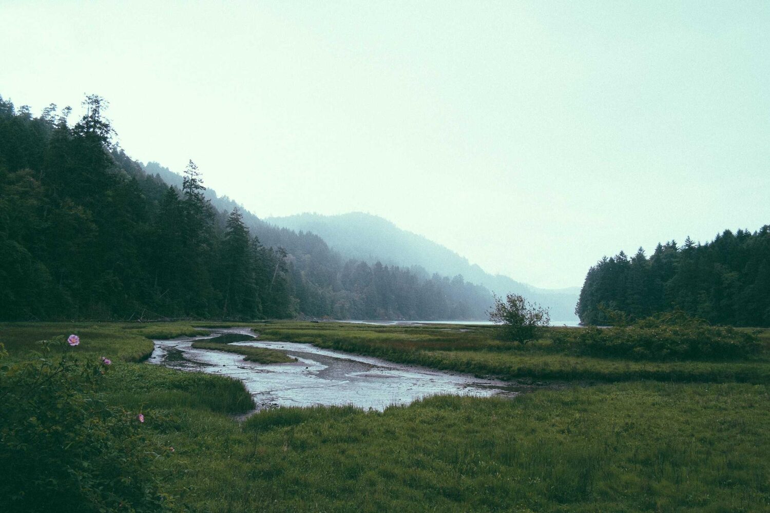 Green valley with a winding stream and forested slopes
