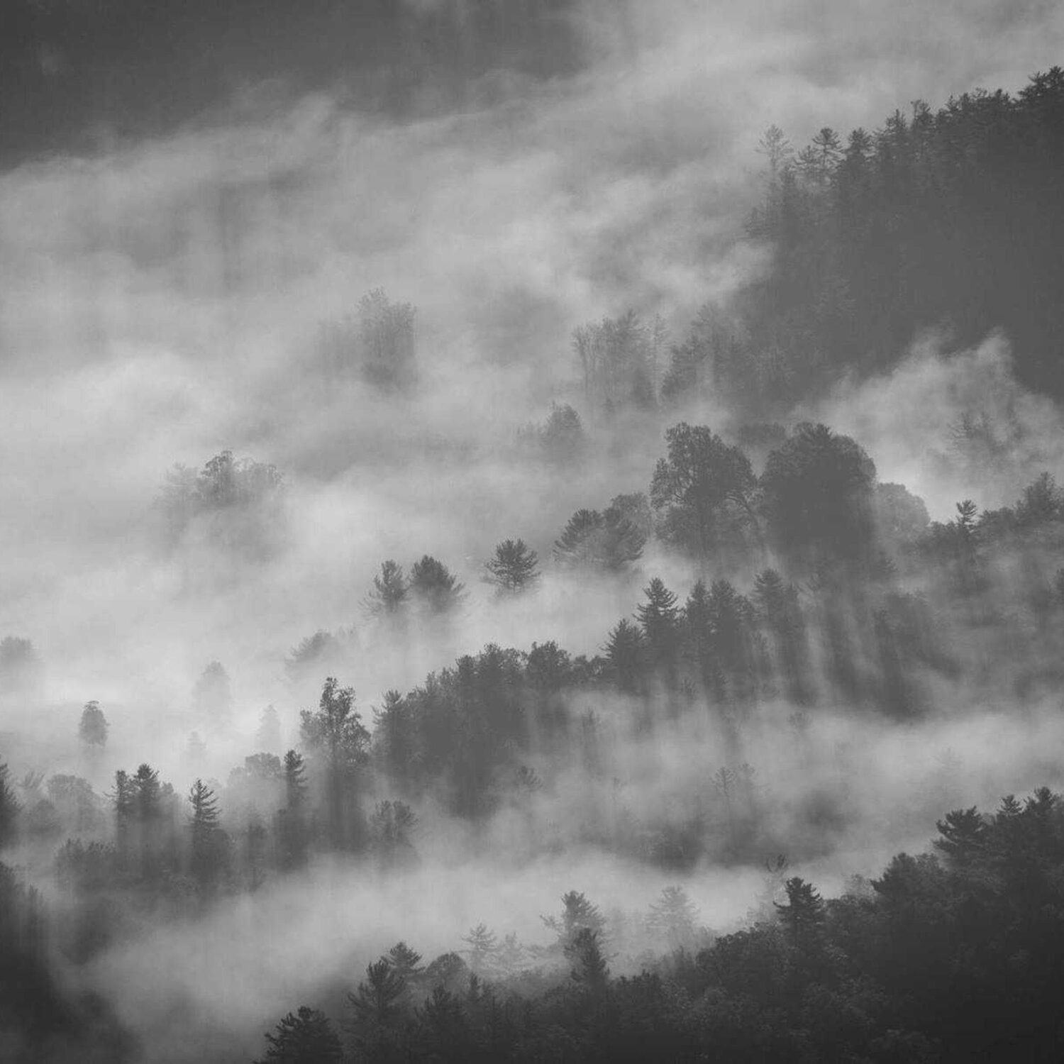 Black and white forested hills in low cloud