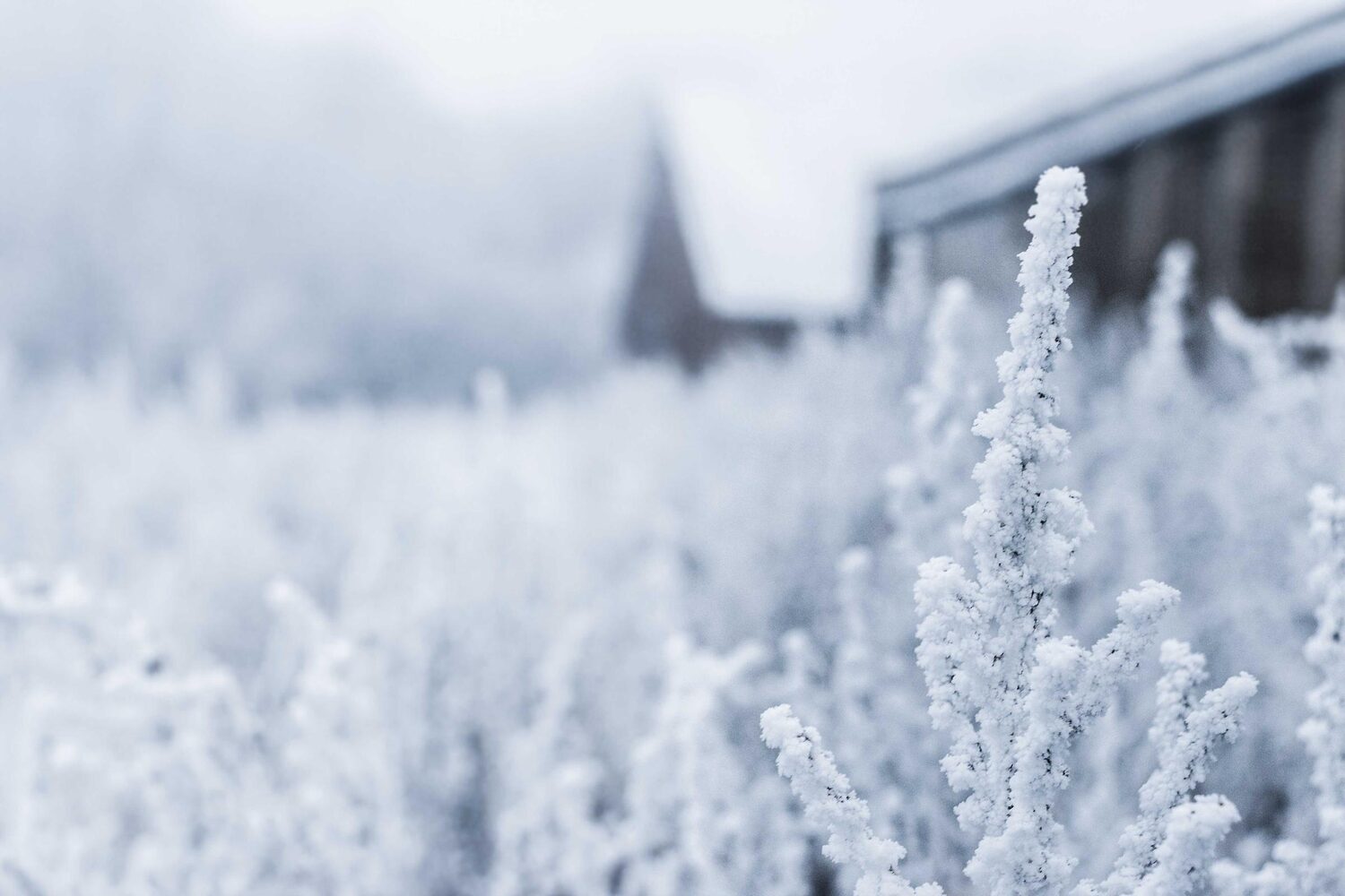 Frost-covered grasses in winter light